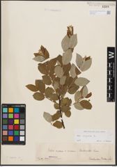 Foto von Salix caprea L.